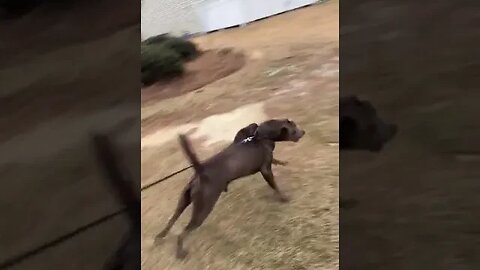 Pitbull tries to play with the Ducks FAIL 🤣 #shorts