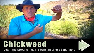 Chickweed Health Benefits