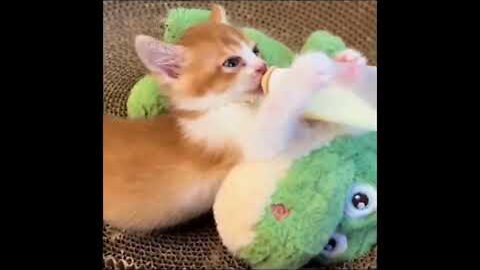 Funny Animal Videos 2023 - Cuttiest Animal Videos #funny 😂 #cute ❤