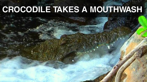 Crocodile Uses Waterfall As Giant Mouthwash Station