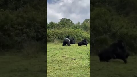 Família de Gorilas Fazendo Reunião #shorts
