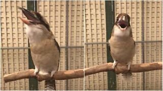 This bird has the scariest chuckle ever
