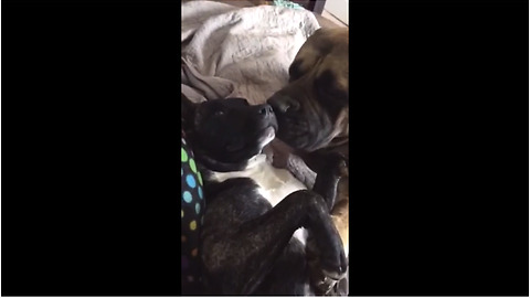 Adorable English Mastiff Can't Stop Cleaning His Rescued Sister's Face