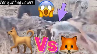 Greyhounds chasing Coyote ( Fox ) 🦊 😱 | Galgos persiguiendo zorro | صيد الثعلب بالسلوقي 狗追狐狸