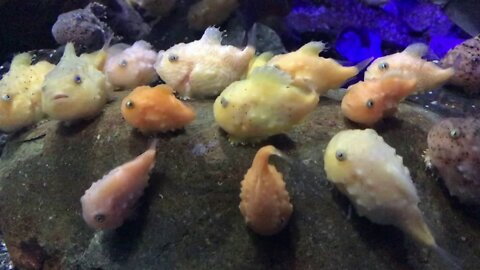 WATCH this CUTE "lumpfish" chilling out - (BIZZARE)