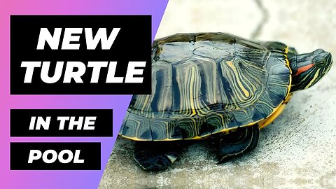New Turtle In The Pool 🔴 Nueva Tortuga En Estanque - Exotic And Aquatic Turtles - Tortugas De Agua