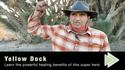Yellow Dock Health Benefits