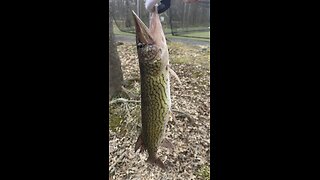 Nice 21 Inch Fish (SHORT)