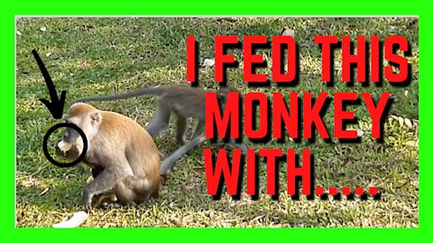 Adorable Monkey Enjoying His Banana | Cute Animals