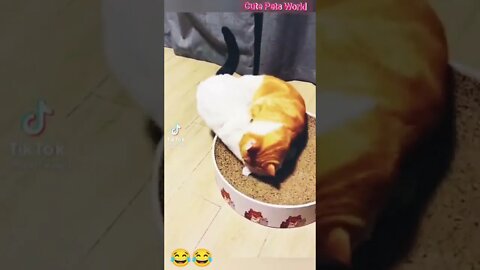 Cute and funny cat videos/#kitten #cat #kitty #funny kitten #funnycat #trending #shorts #tiktok