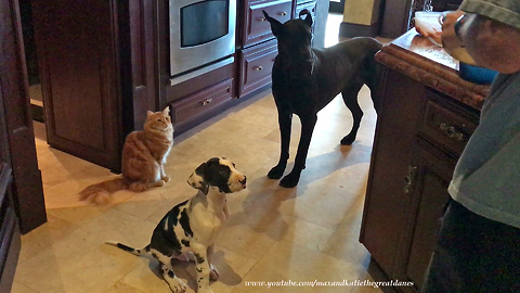 Cat Great Dane and Impatient Puppy Wait For Breakfast To Be Served