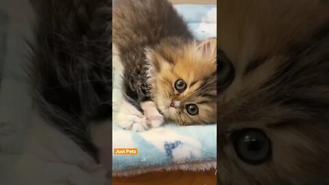 Cutest Tiktok Cat compilation 🐈#cute #funnyanimals #funnyvideos #tiktok #cat 2022