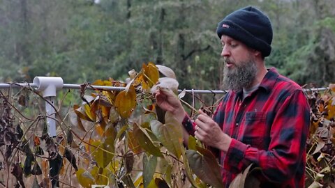 Harvesting a Survival Root Crop Most Americans have NEVER SEEN EVER AT ALL (SPOILER: True Yams)