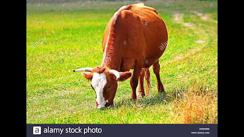 My Cow - Last day Pregnancy (ProtectAnimals)