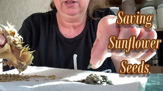 Saving Sunflower Seeds