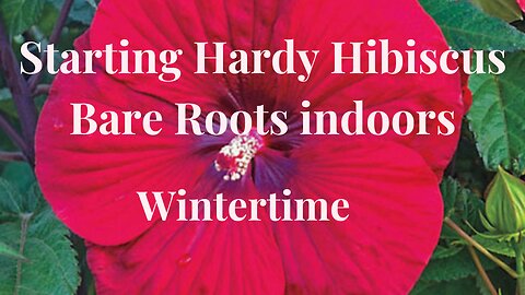 Growing Hibiscus in Containers (Wintertime): Will it Work?