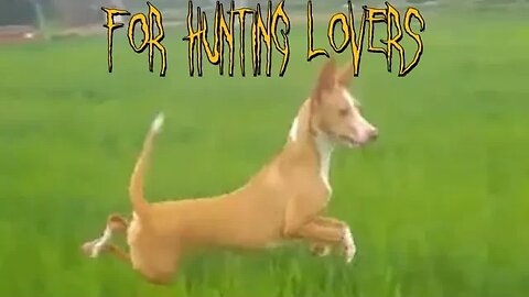 Try NOT to laugh 😂 😄😁Podenco Dog 🐕 like Kangaroo 🦘🤣 looking for the Rabbit