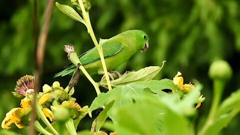 The most beautiful birds in bright colors with soothing music part VI