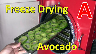 Freeze Drying Avocado Slices
