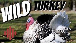 Wild Turkey bird sound.