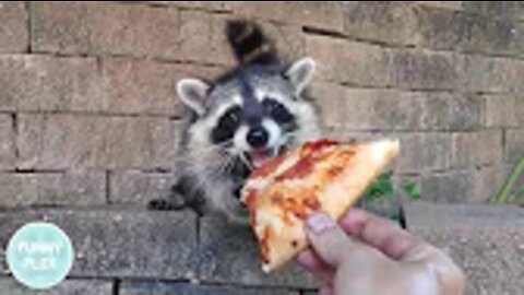 I fed this raccoon pizza until he became my best friend...