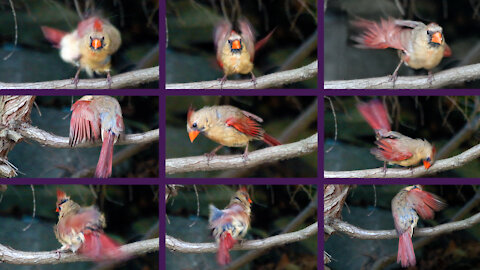 Elusive female Cardinal bathes and preens