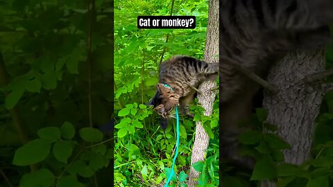 Wild cat jumps from tree🙀💀 #shorts#cat#asmr#fight#adley#aphmau#videos#mrbeast#spyninja#slime#funny