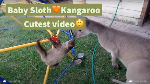 Baby Sloth🧡Kangaroo Cutest video😲