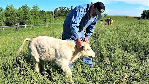 Big hearted farmer won't give up on courageous calf