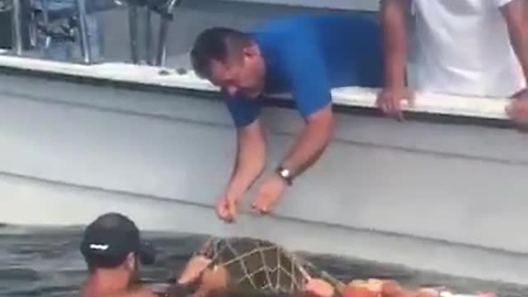 This Video Of Sea Turtle Being Released From Fishing Net Has A True Happy Ending