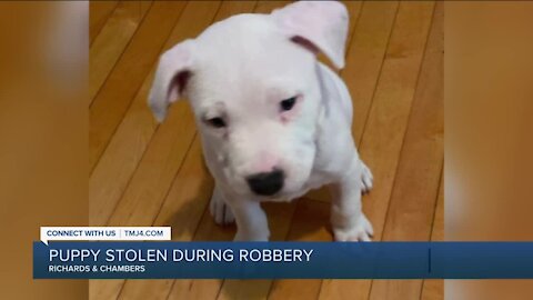 Milwaukee police need your help finding 4 suspects who stole woman's 2-month-old puppy