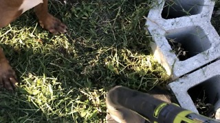 Pit Bull ATTACKS weed whacker