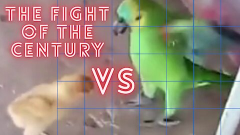 THE FIGHT OF THE CENTURY