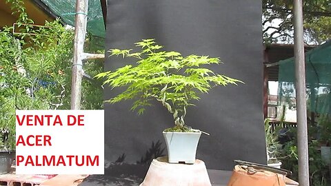 ACER PALMATUM VENTA ABRIL 2023 (VIDEO 1º)