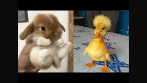 Cute Baby Animals Videos Compilation | Funny and Cute Moment of the Animals #19 - Cutest Animals