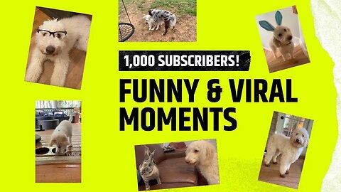 1K Subscribers Milestone: Smoky and Winston's Funniest and Most Viral Moments!