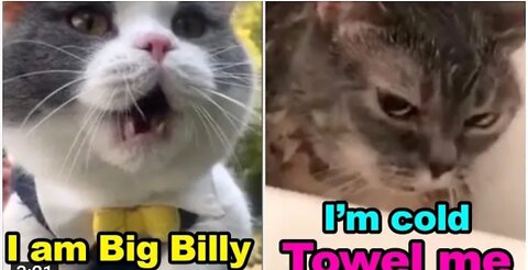 Cats talking __ these cats can speak english better than hooman