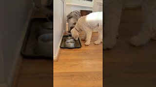 2 Dogs Sharing Their Food 🥰