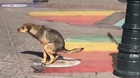 Dog poops on a pride flag in the street lmao