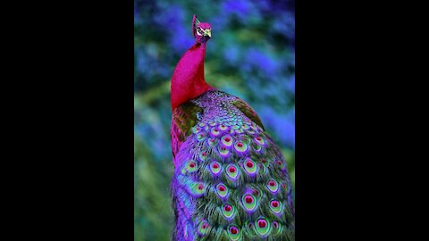 peacock bird eating