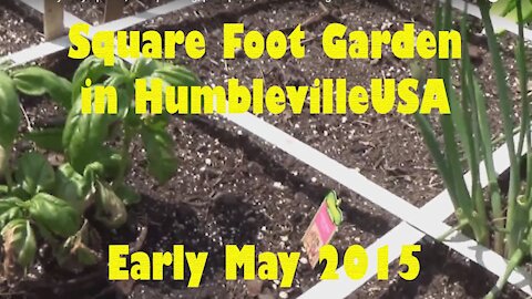 SFG Square Foot Garden 2015 - Early May update, transplanting, peat pods, hand watering