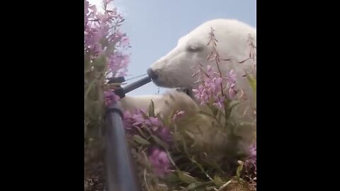 Polar Bear Vs GoPro | Fun