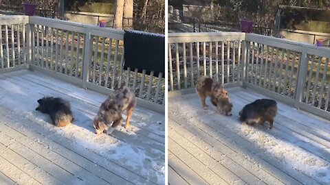 Dogs try to make the most out of last patch of snow
