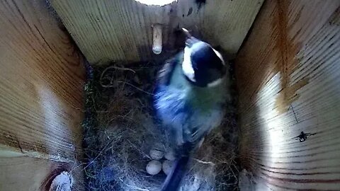 Great Tit adventure - Day 24 - 4th egg