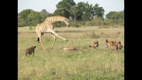 Unbelievable Giraffe Kills Lion Who Killed Her Baby | Lion VS Giraffe | Lion Attacks