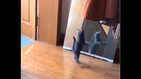 Funny cat likes ballet too 😂