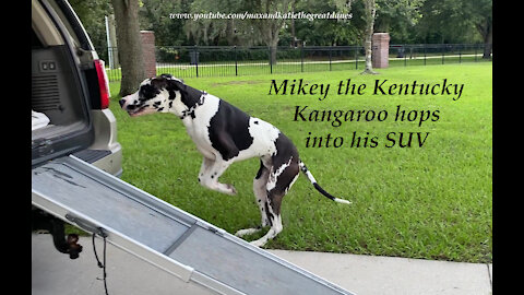 Mikey the Great Dane aka The Kentucky Kangaroo Slo Mo SUV Hop