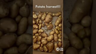 Potato Harvest! #garden #shorts