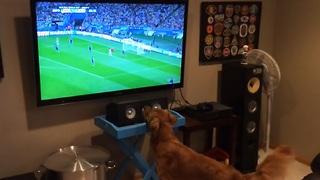 Sports loving dog watching the World Cup