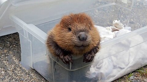 Endearing Baby Beavers Swimming - Such a Cute Compilation.